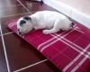 Il mio bulldog francese Zeus