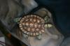 turtle by Gary Zuyus