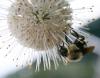 bee by Gary Zuyus