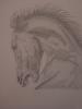 testa cavallo by  Zanna54